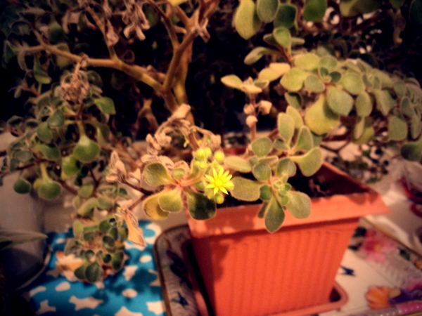 Что это за цветок?