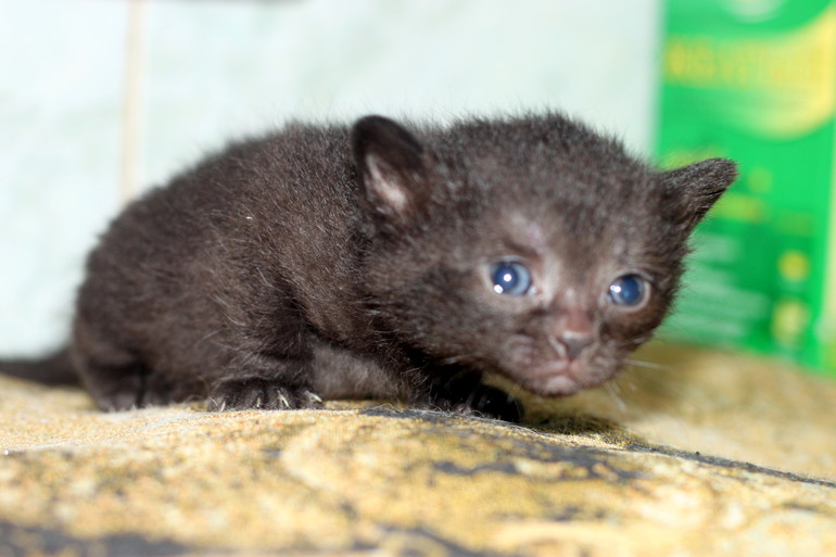 У нас родились полубританцы