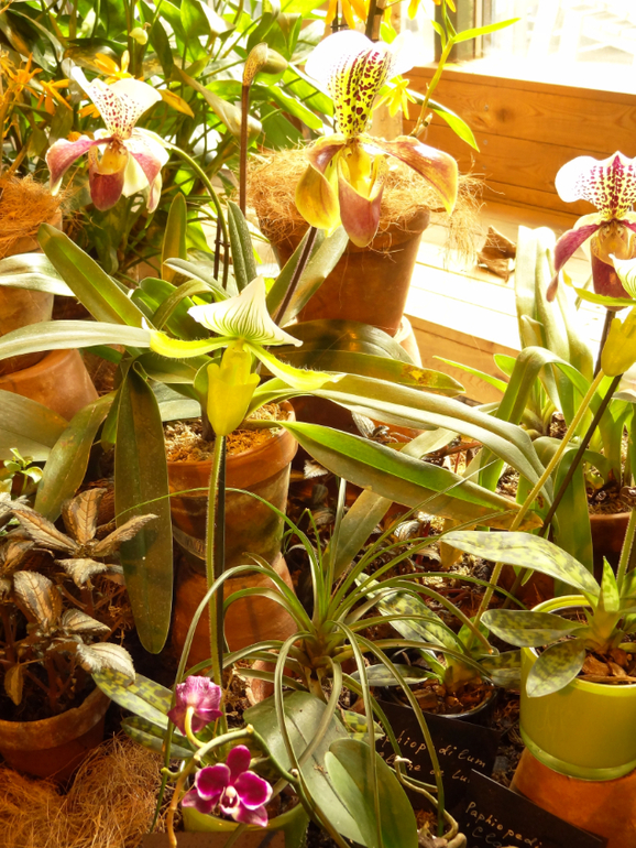 Выставка в аптекарском огороде