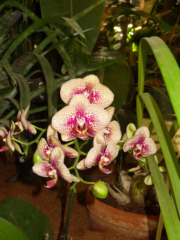 Выставка в аптекарском огороде