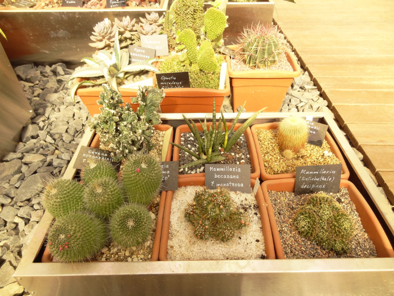 Выставка суккулентов в Аптекарском огороде