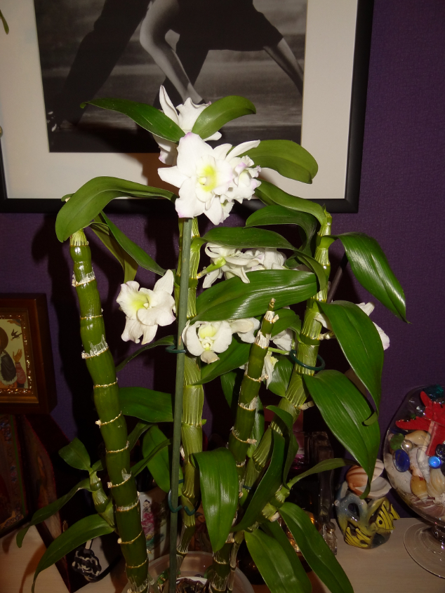 Не такие уж замысловатые эти Дендробиумы