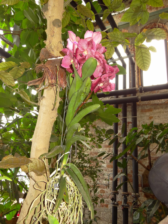 Выставка в аптекарском огороде