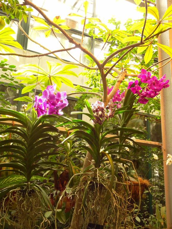 Выставка в аптекарском огороде