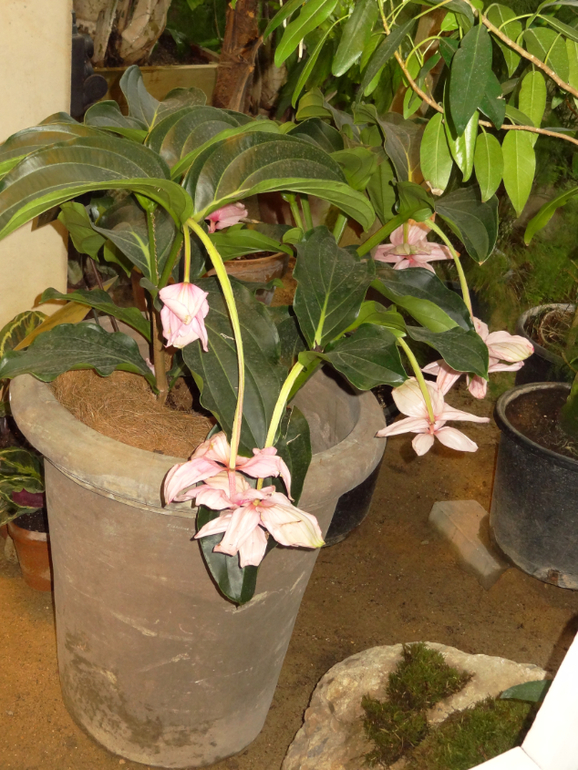 Выставка в аптекарском огороде