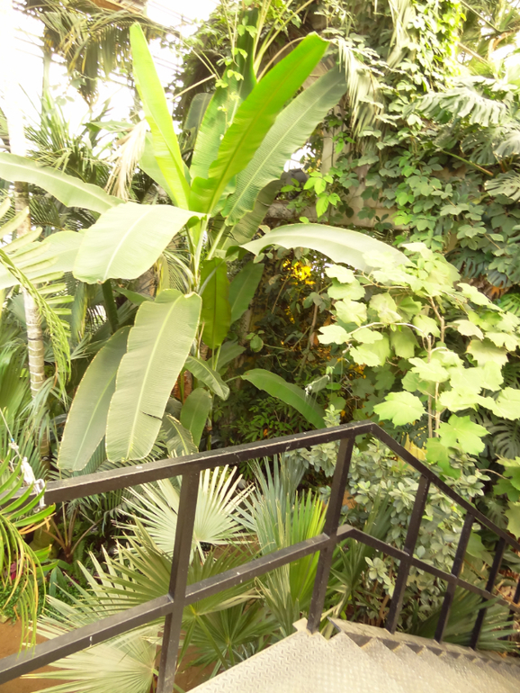 Выставка в аптекарском огороде