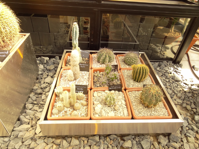 Выставка суккулентов в Аптекарском огороде