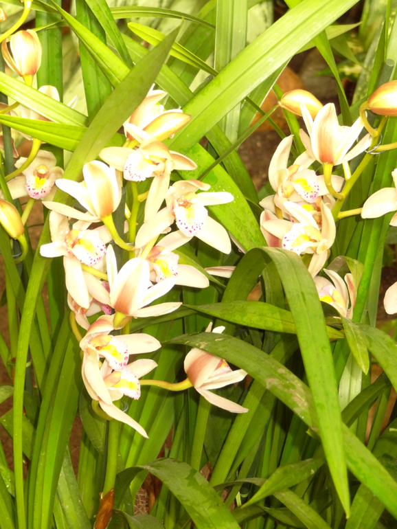 Выставка в аптекарском огороде