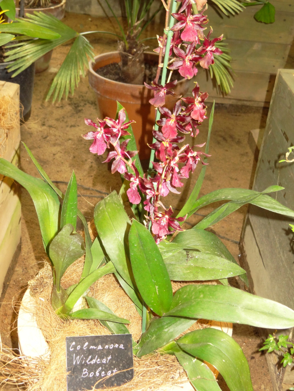 Выставка в аптекарском огороде