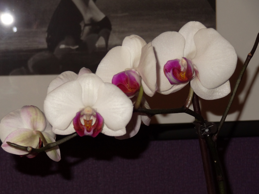 Мои орхидейные новички и не много старичков))))))