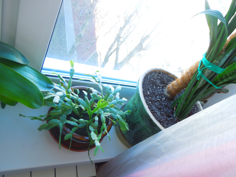 Отдам даром хорошие цветочки, но без горшков