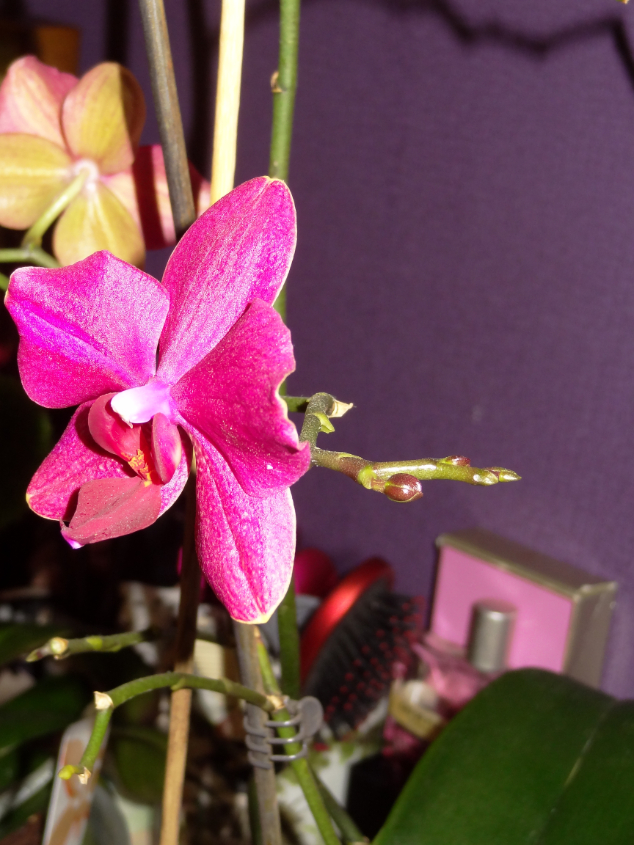 Мои орхидейные новички и не много старичков))))))