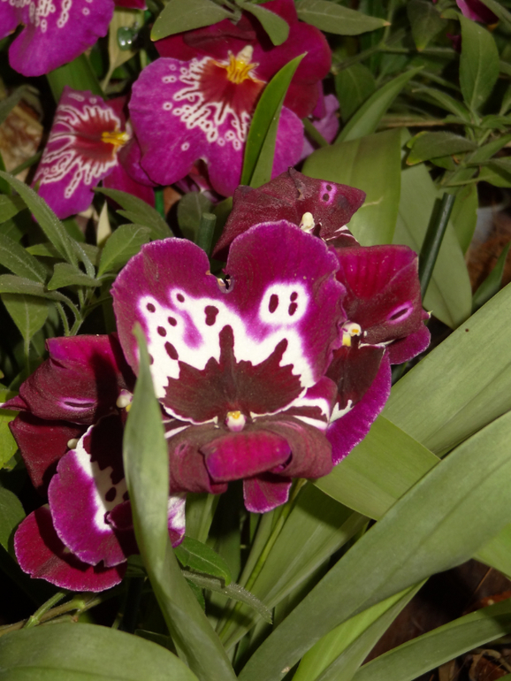 Выставка в аптекарском огороде