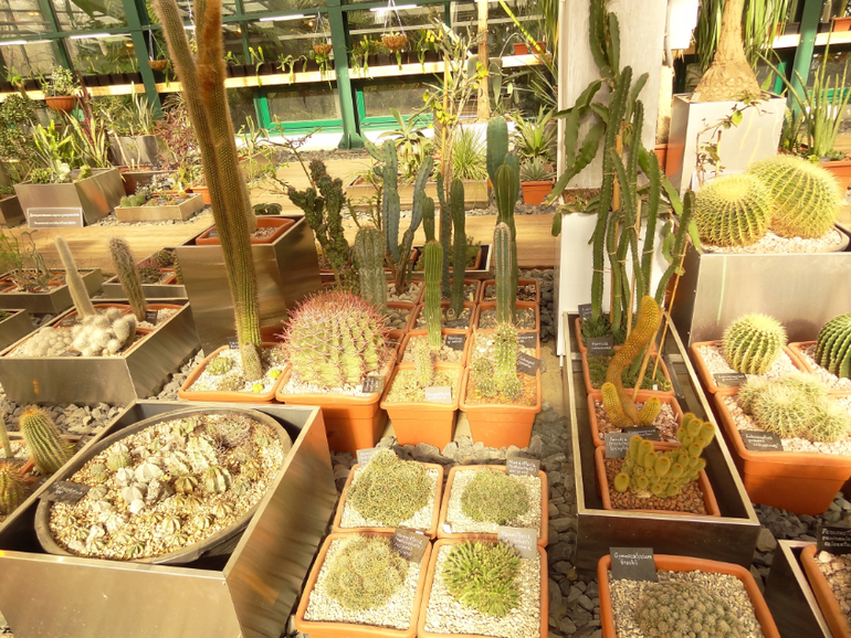 Выставка суккулентов в Аптекарском огороде