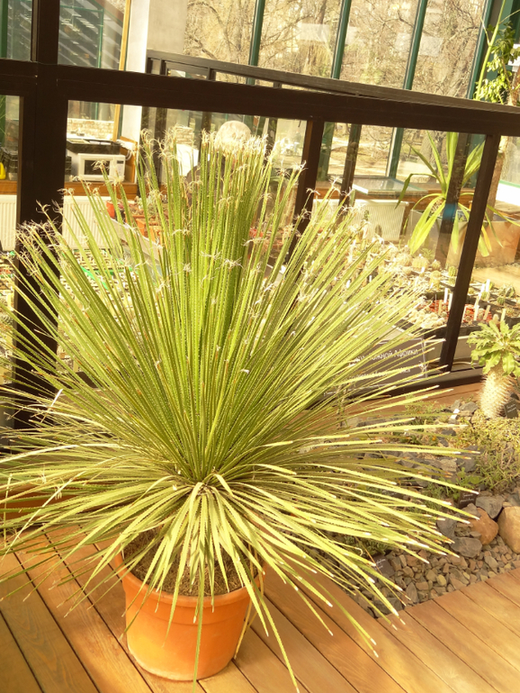 Выставка суккулентов в Аптекарском огороде