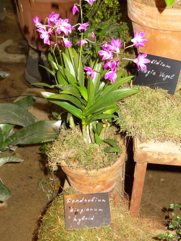 Выставка в аптекарском огороде