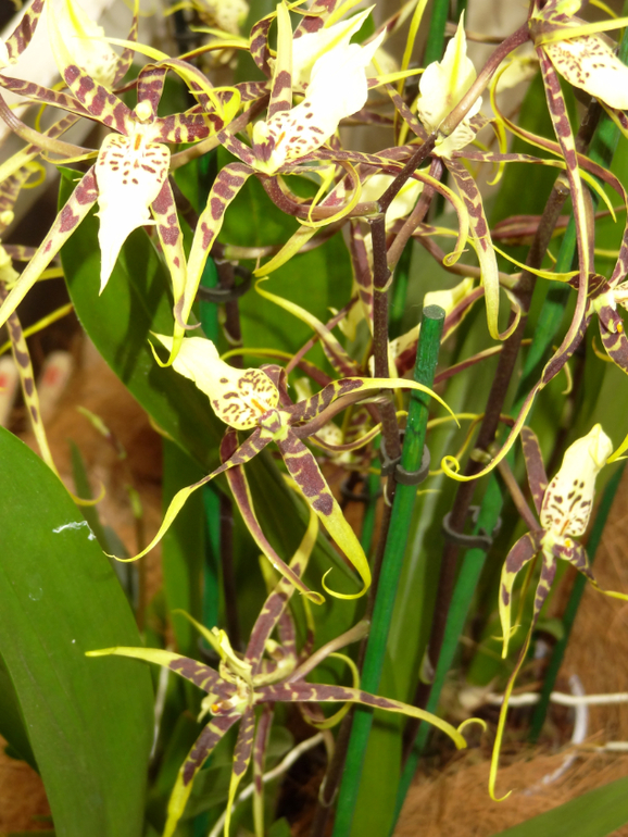 Выставка в аптекарском огороде