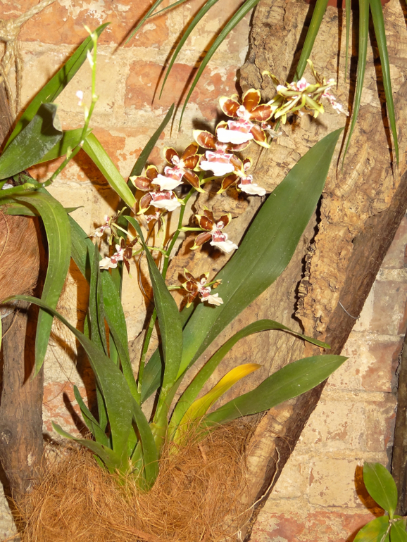 Выставка в аптекарском огороде