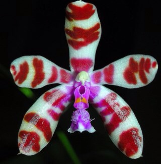 И вот, что еще нашла, практически все это можно приобрести.