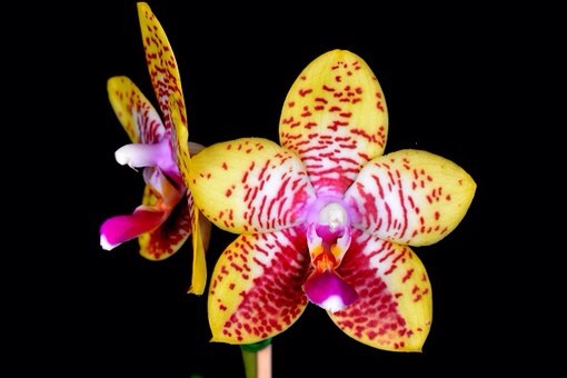 И вот, что еще нашла, практически все это можно приобрести.