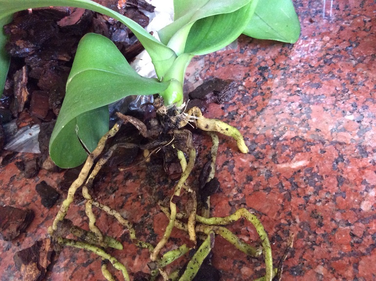 Спасайте! Орхидея