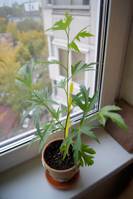 Мои гибискусы