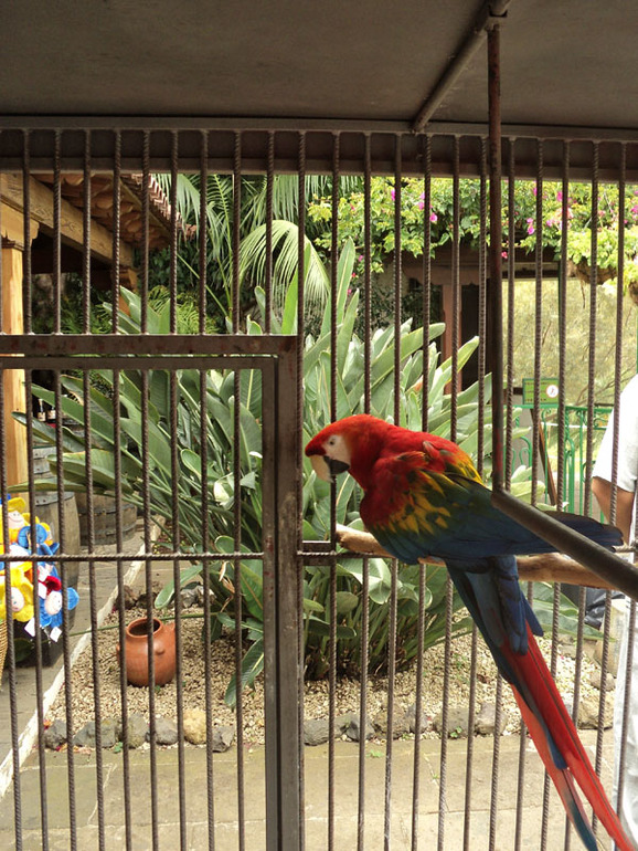 Тенерифе 2013. Парк Драконова дерева.