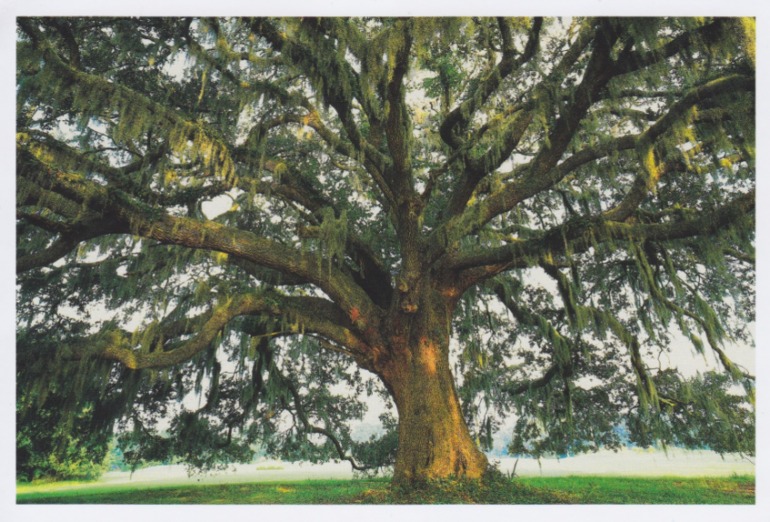 открыточки