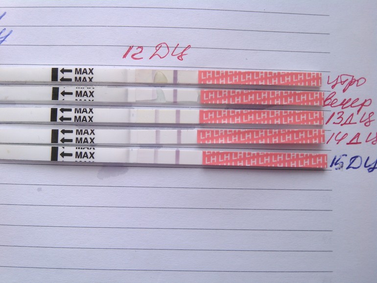 В поисках овуляции!!!