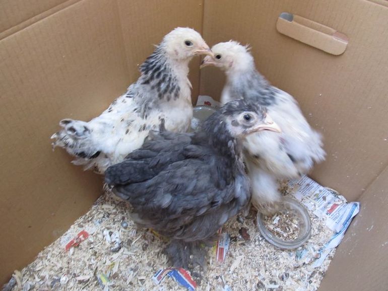 У нас снова пополнение птичника:)