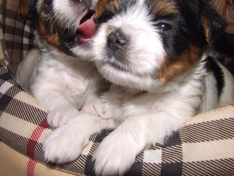 Продаются щенки Бивер Йорка.