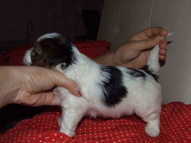 Продаются щенки Бивер Йорка.