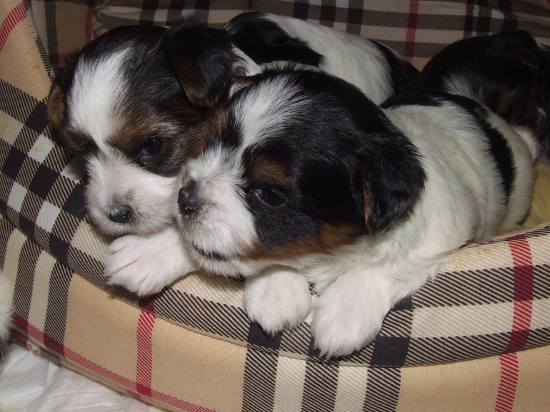 Продаются щенки Бивер Йорка.