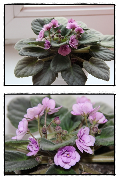 Весенее настроение