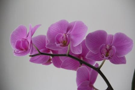 Весенее настроение