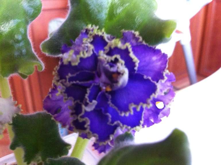 Красавец Водяной распустил первый цветочек.