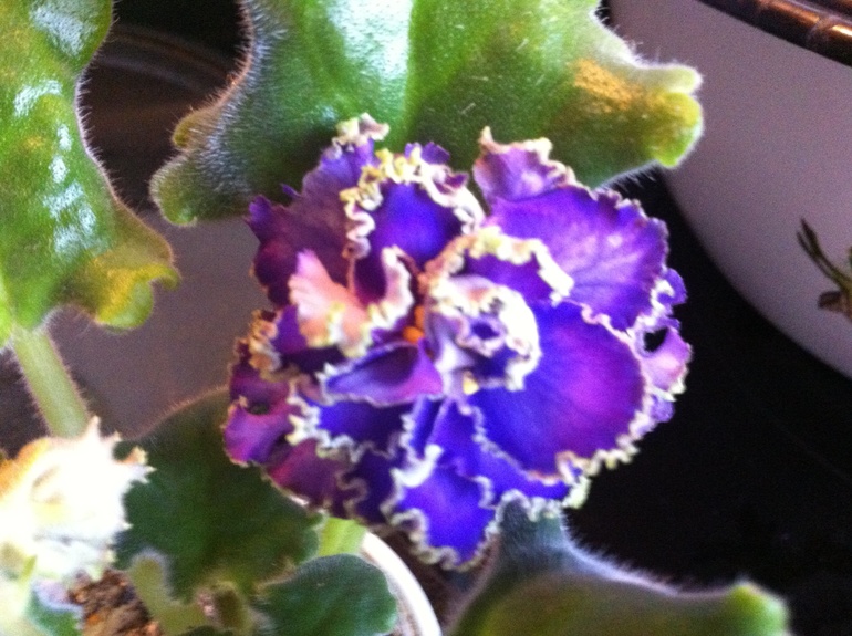 Красавец Водяной распустил первый цветочек.