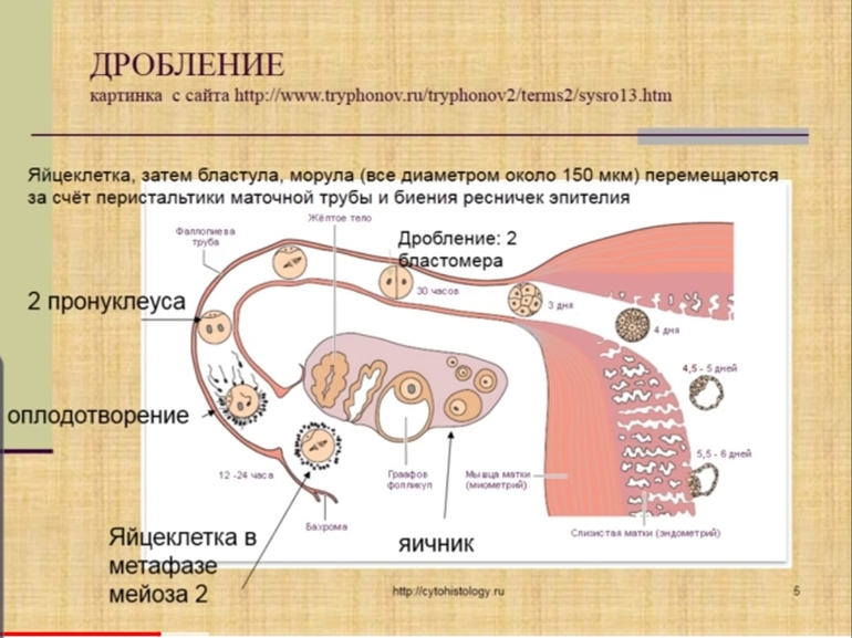 Алкоголь и сперма. Последствия употребления алкоголя мужчиной для будущего потомства | VK