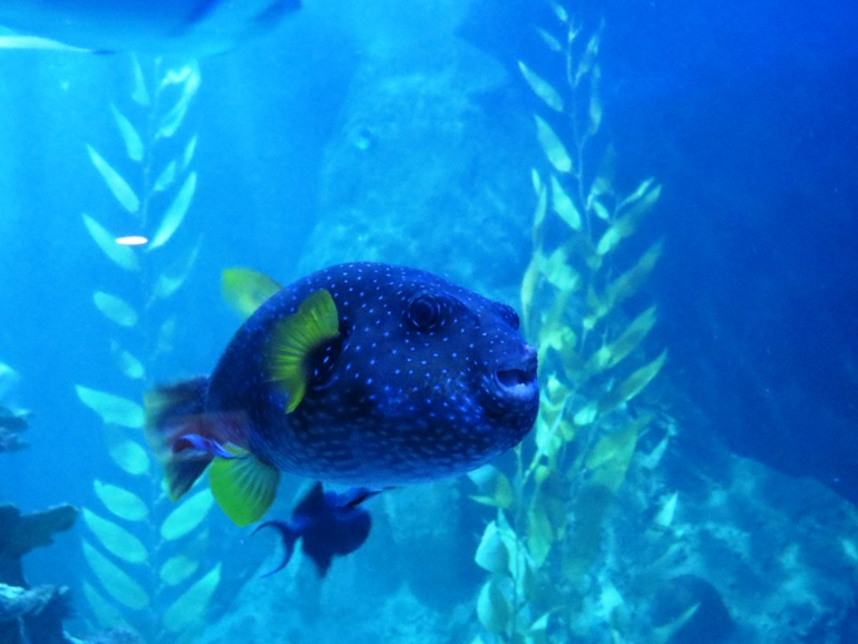Loro Parque Tenerife (Лоро-парк Тенерифе)