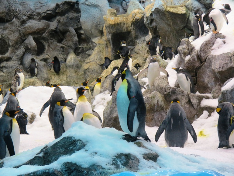 Loro Parque Tenerife (Лоро-парк Тенерифе)