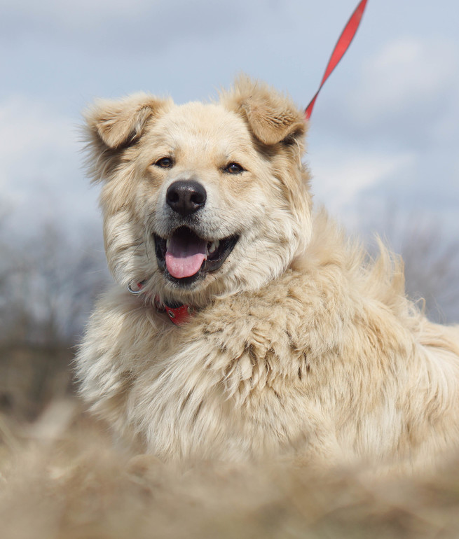 Наш Пломбир