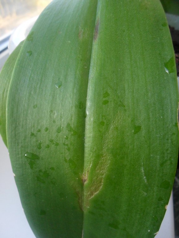 Продолжении следует ........ Начали расти пятна на фаленопсисе