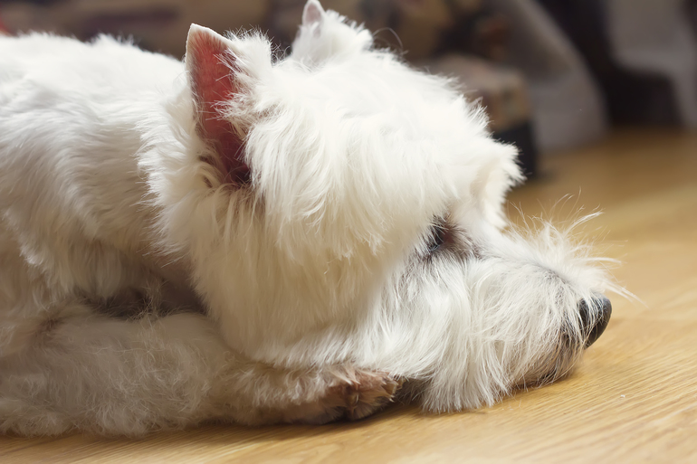 Красота моя)