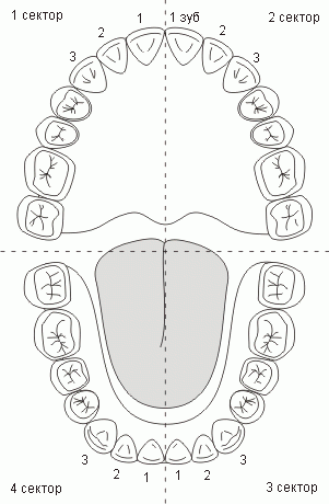 Челюсть человека схема