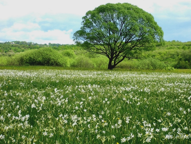Мой любимый город в солнечнем Закарпатье