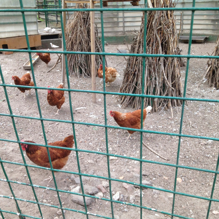 3 мая. Мини зоопарк Золотые ключи