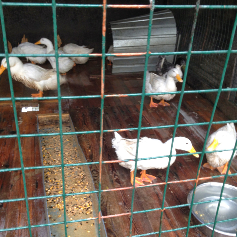 3 мая. Мини зоопарк Золотые ключи