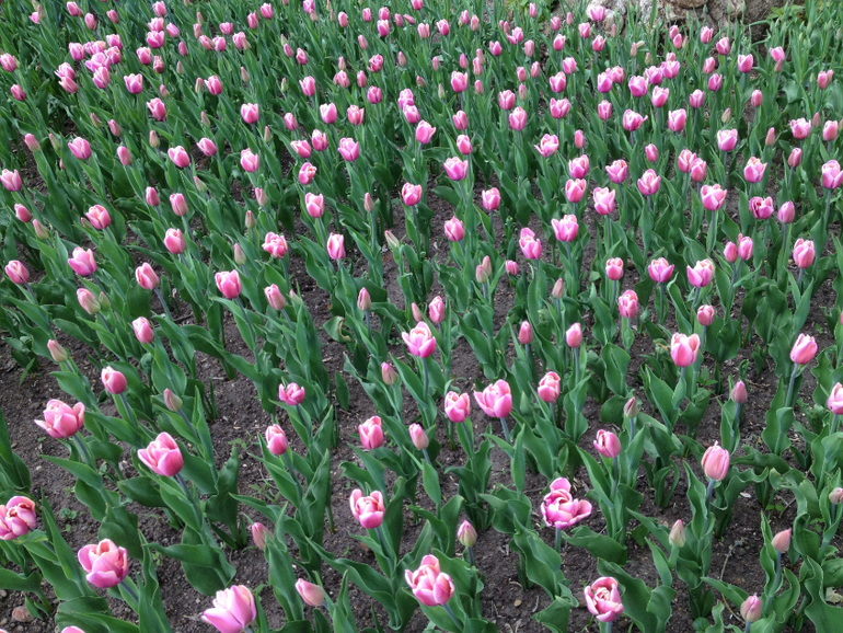 2 мая. Парк Горького