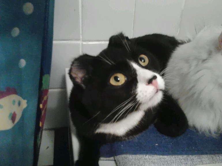 пост для любителей кошек