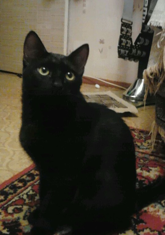 пост для любителей кошек